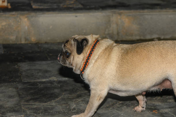 A playful pug strolls forward, showcasing its delightful wrinkled face and vibrant collar in soft evening light.