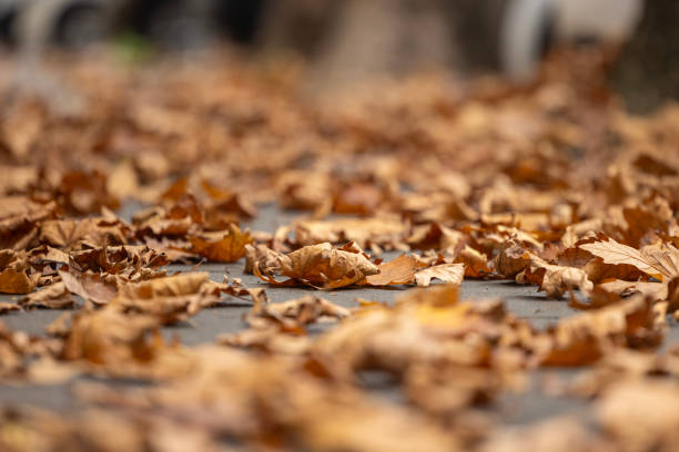 Dried leaves on the road