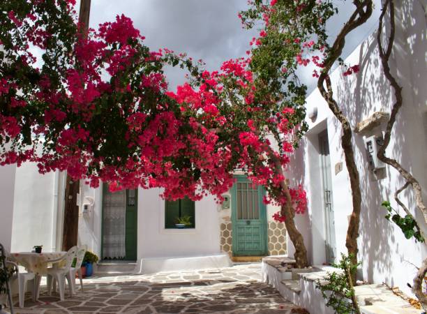 istock Greece's Cherished Bougainvillea Flower 2188058805