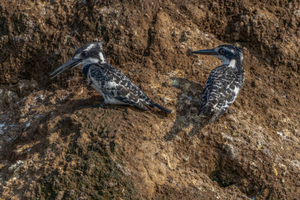 istock A pair Pied kingfisher (Ceryle rudis) nesting hole tree bank. 2188059483