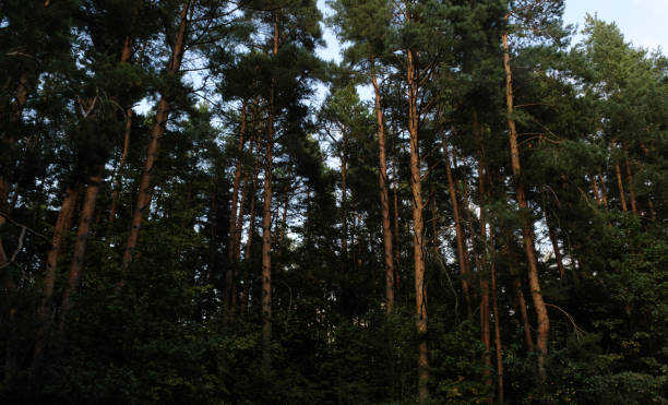 A serene forest scene with tall trees partially illuminated by soft sunlight, creating a beautiful interplay of light and shadow amidst dense foliage