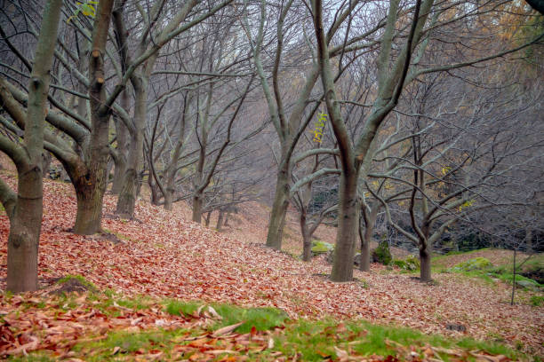 Chestnut forest in autumn with ground covered in dry leaves in the Sierra de Gredos, Avila, Castilla y Leon, Spain
