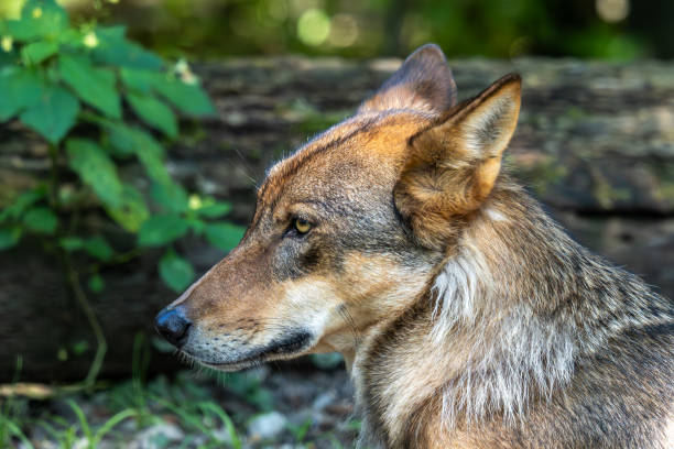 istock European Grey Wolf, Canis lupus in a german park 2188062048