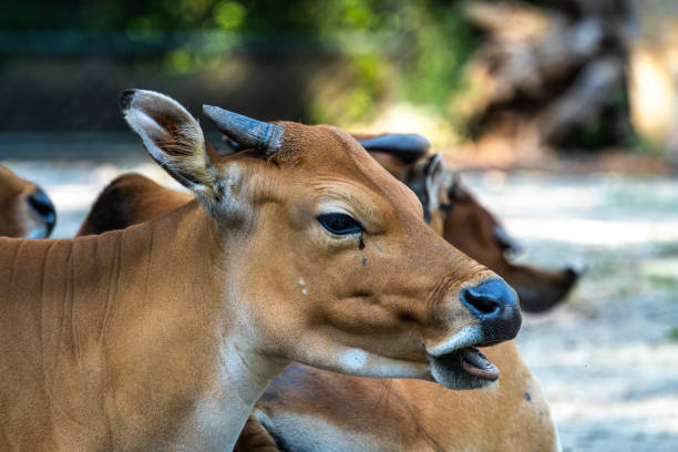 istock Banteng, Bos javanicus or Red Bull is a type of wild cattle. 2188062103