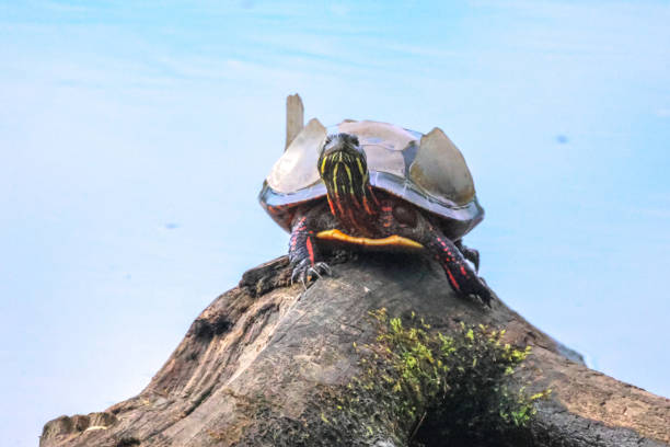 istock After painted turtle with a moulting shell sitting on a tree stump. 2188062159