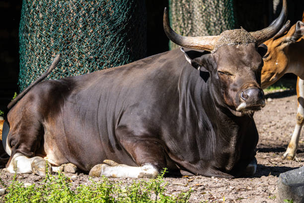 istock Banteng, Bos javanicus or Red Bull is a type of wild cattle. 2188062213