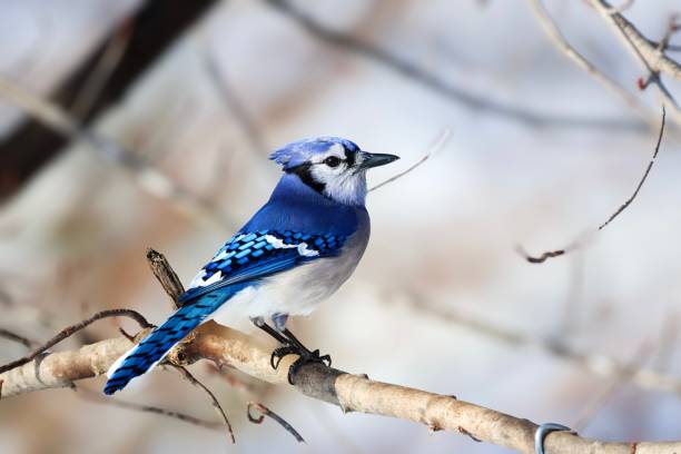 istock A bright blue jay bird on a branch. 2188062290