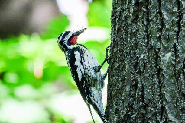 A yellow bellied sap sucker
