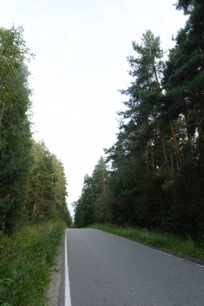 A tranquil empty road winding through dense greenery, flanked by tall trees on both sides, creating a serene natural atmosphere in the forest.