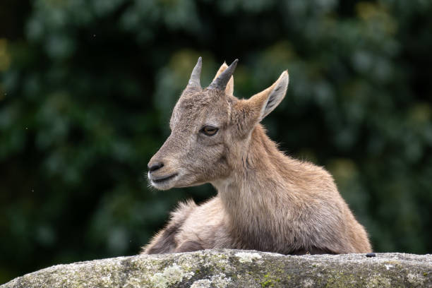 istock Young baby mountain ibex or capra ibex on a rock 2188063660