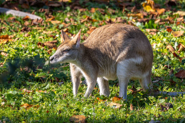 The agile wallaby, Macropus agilis also known as the sandy wallaby is a species of wallaby found in northern Australia and New Guinea.