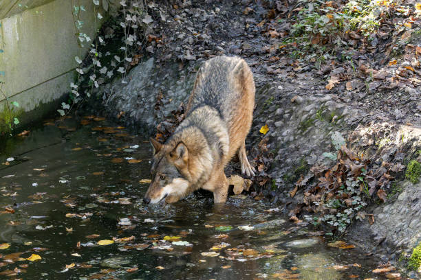 The wolf, Canis lupus, also known as the grey wolf or timber wolf is a canine native to the wilderness and remote areas of Eurasia and North America.