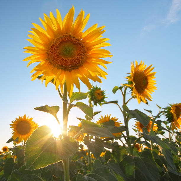 istock Field of sunflowers at sunset. 2188066523