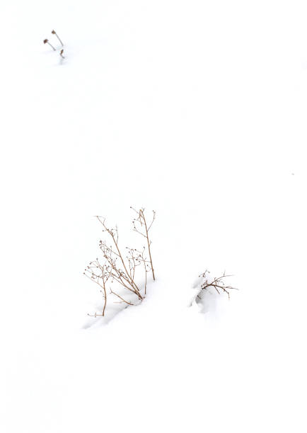 istock White snowdrifts with brown grass on a forest path in winter 2188068030