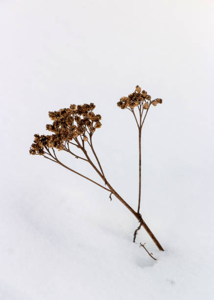 istock White snowdrifts with brown grass on a forest path in winter 2188068033