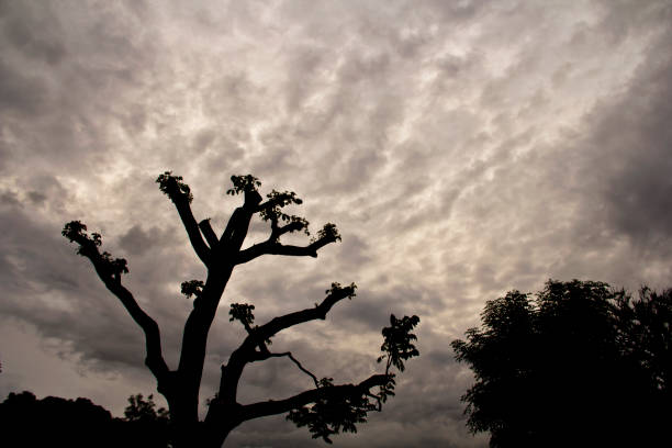 Black silhouette of bare tree with roof in beautiful night moonlight, evening with clouds. Copy space