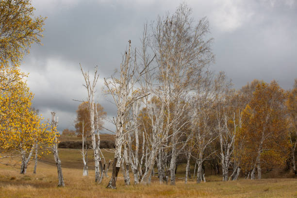 istock Autumn Poetry in the Birch Forest in Bashang, Inner Mongolia, China 2188069519