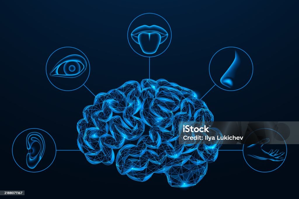 Cs Brain Sense Human Brain Combines Five Senses Stock Illustration - Download Image ...