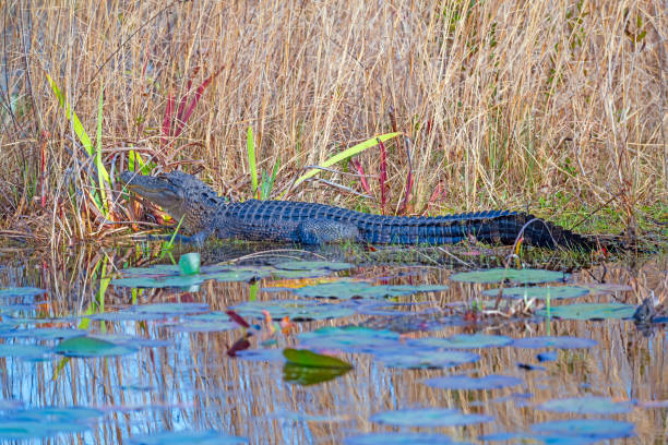 An alligator glides through green swampy water, approaching the camera with an intense and mysterious gaze.