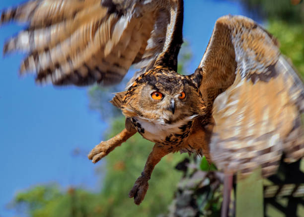 istock The Majestic Nocturnal Hunter, California 2188072126