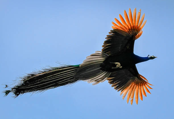istock The Flight of a Peacock, California 2188072142