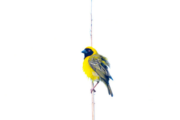 Male European greenfinch perching in my back yard.