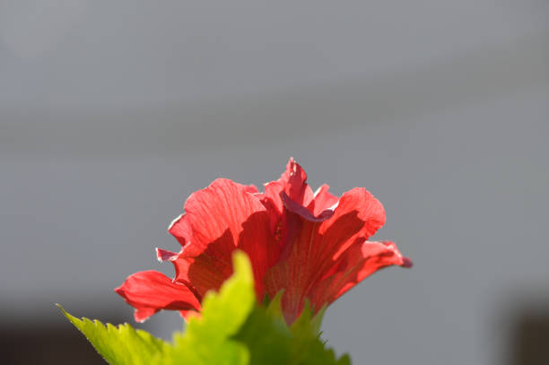 A vivid red hibiscus stands tall among green leaves, soaking in the warm afternoon sun.