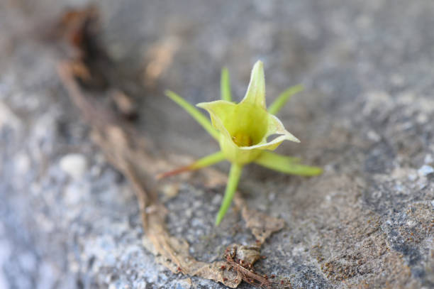 istock Unique green flower emerging from rocky terrain in a natural landscape 2188078650