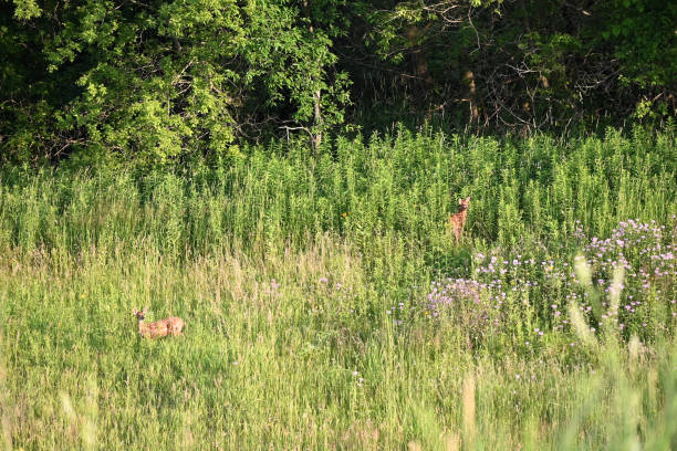 istock Two Fawns in the Meadow 2188079149