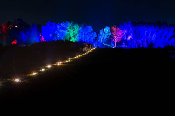 Path of Light: Vibrant Forest Illumination at Alluminous Festival