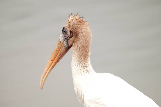 An immature wood stork  stands at the water's edge in Huntington Beach State Park, South Carolina.