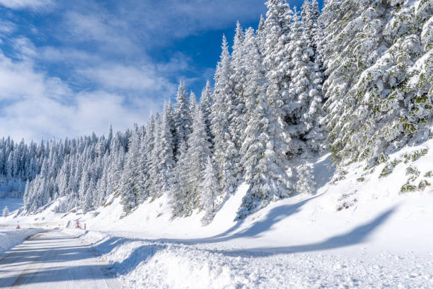An asphalt road and snow-covered pine trees on Mount Ilgaz