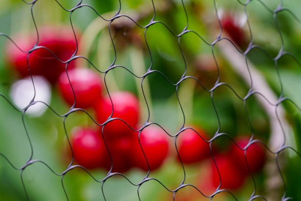 Protection of cherries from birds, cherry tree with blurred red cherries behind checkered plastic bird netting