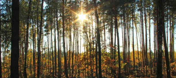 istock Light between trees in the forest. A ray of light in darkness. Wild wood 2188081696