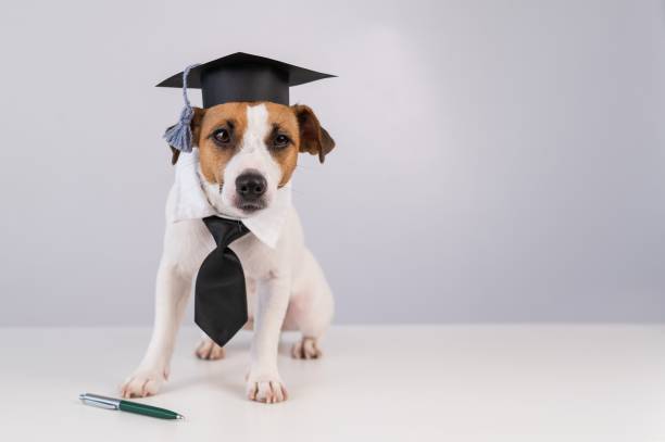 istock Jack Russell Terrier dog in a tie and academic cap sits on a white table. 2188081721
