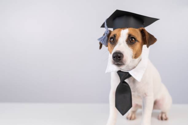 istock Jack Russell Terrier dog in a tie and academic cap sits on a white table. 2188083404