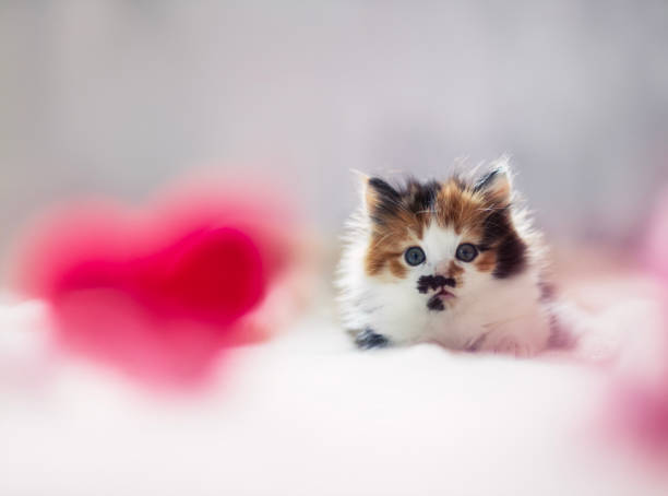 valentine card with cute fluffy kitten lying next to red heart on white background