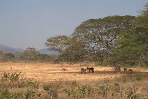 istock Rural landscape in the Anzoategui state. 2188084276