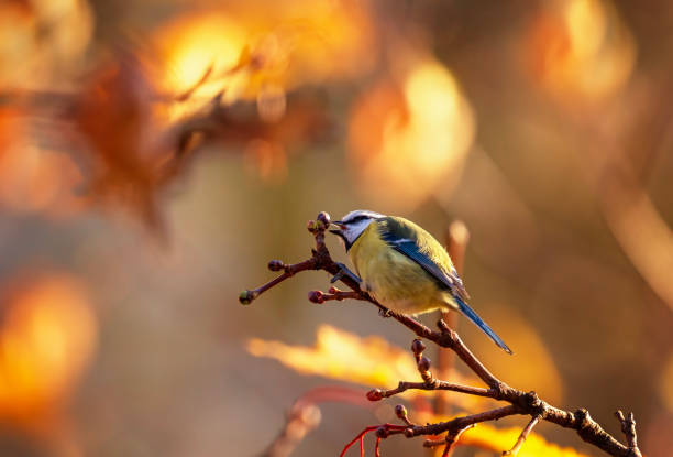 istock blue tit bird sitting on thin tree branch in autumn park 2188084300