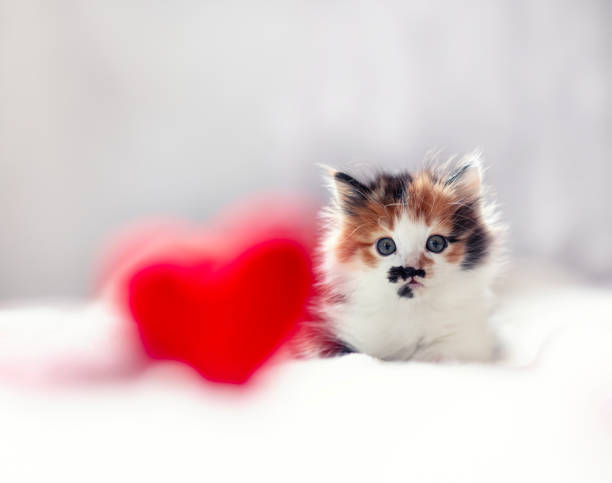 cute kitten lying next to red heart on valentine's day