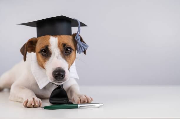istock Jack Russell Terrier dog in a tie and academic cap sits on a white table. 2188084472