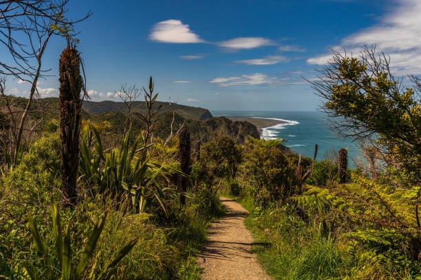 Views from the Mercer Track looking over Piha Beach