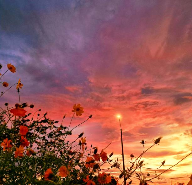 A scenic view of wildflowers in the foreground with a vibrant sunset and a clear sky in the background