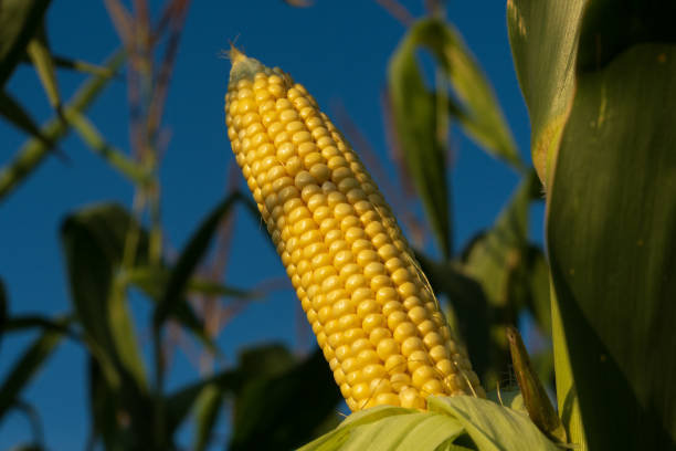 istock Ripe corn hangs on a plant in a vibrant cornfield under a clear blue sky, showcasing the beauty of agricultural life during harvest season 2188093300