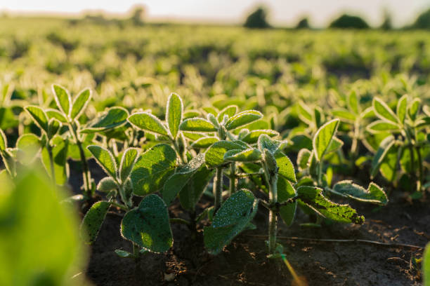 Young soybean plants thrive in a vibrant green field, basking in sunlight. This healthy growth indicates the beginning of the planting season, showcasing the potential for a fruitful harvest