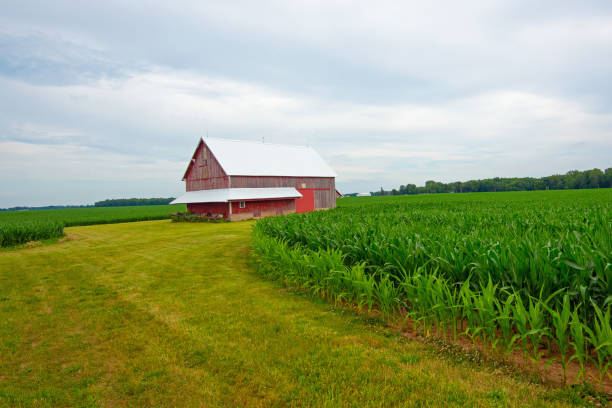 istock Old Weathered Red Barn in a corn field-Tipton County, Indiana 2188097957