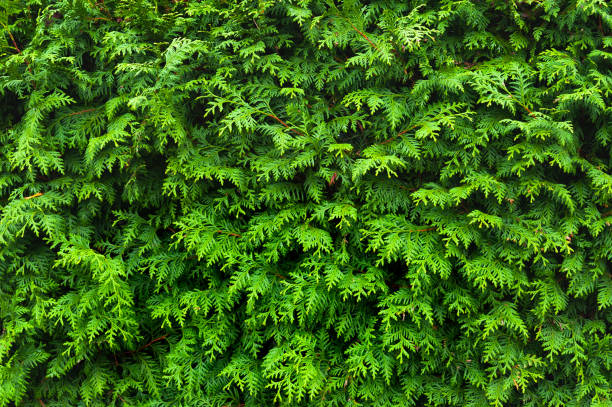 Green christmas background. Thuja branches occidentalis. Texture background for creativity