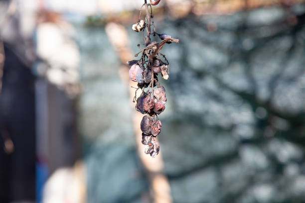 istock A large bunch of grapes hanging down from a tree branch 2188098632