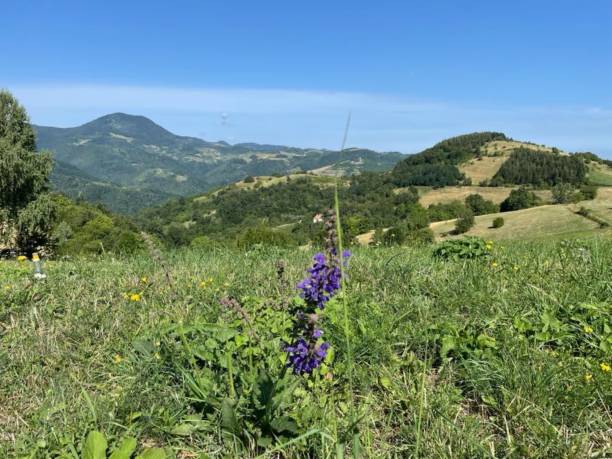 istock view of the mountains and grass 2188100368