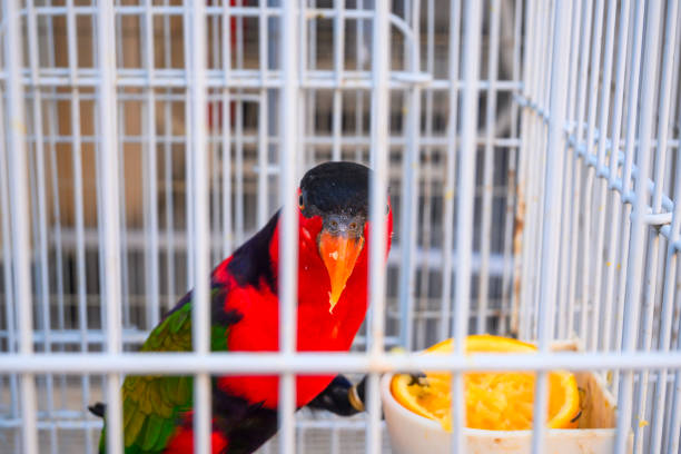 Red and black parrot in a cage waiting to be sold